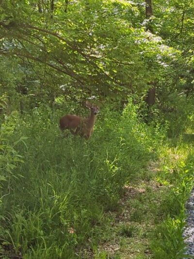 Ridgefield Park Nature Preserve - Ridgefield Park, NJ