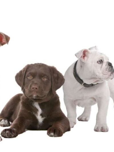 Waggy Tails Dog Grooming Salon - Ridgefield Park, NJ