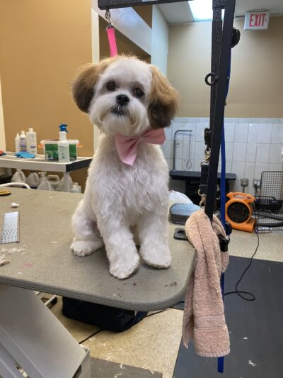 Waggy Tails Dog Grooming Salon - Ridgefield Park, NJ