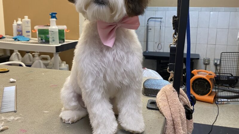 Waggy Tails Dog Grooming Salon - Ridgefield Park, NJ