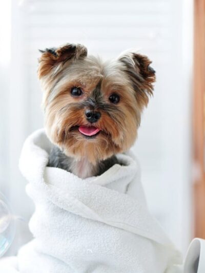 Waggy Tails Dog Grooming Salon - Ridgefield Park, NJ