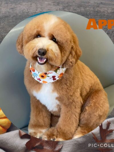 Waggy Tails Dog Grooming Salon - Ridgefield Park, NJ