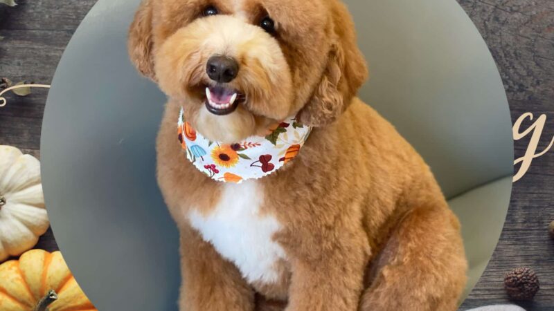 Waggy Tails Dog Grooming Salon - Ridgefield Park, NJ