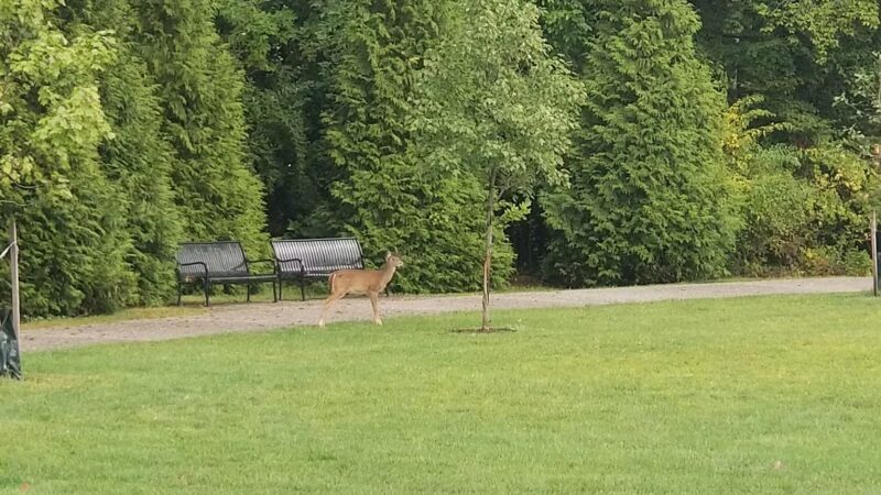 Irene Habernickel Family Park - Ridgewood, NJ