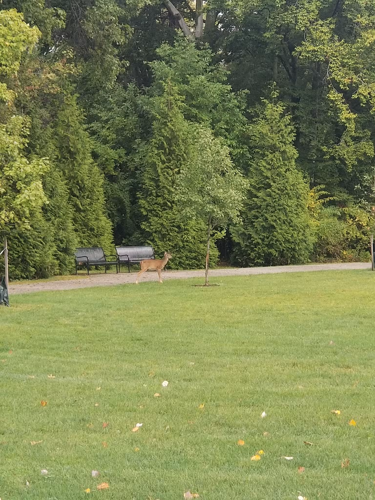 Irene Habernickel Family Park - Ridgewood, NJ