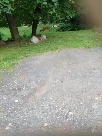 Ridgewood Muncipal Park - Ridgewood, NJ