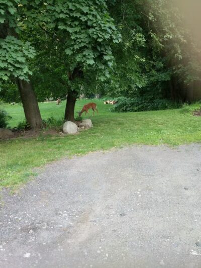 Ridgewood Muncipal Park - Ridgewood, NJ