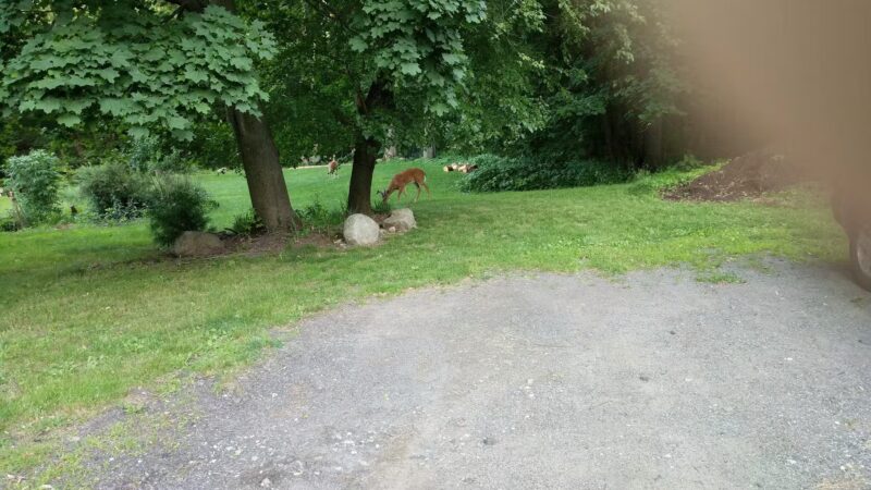 Ridgewood Muncipal Park - Ridgewood, NJ