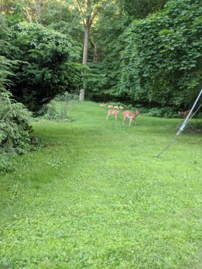 Ridgewood Muncipal Park - Ridgewood, NJ