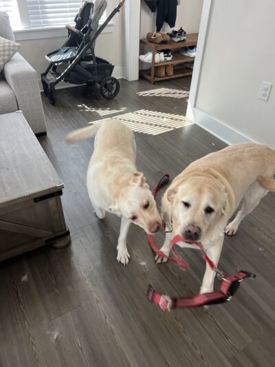 Wag 4 Tails LLC - Ridgewood, NJ