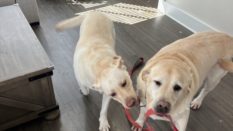 Wag 4 Tails LLC - Ridgewood, NJ