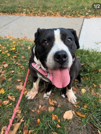 Wag 4 Tails LLC - Ridgewood, NJ