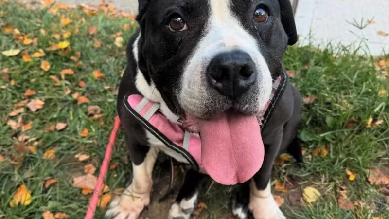 Wag 4 Tails LLC - Ridgewood, NJ