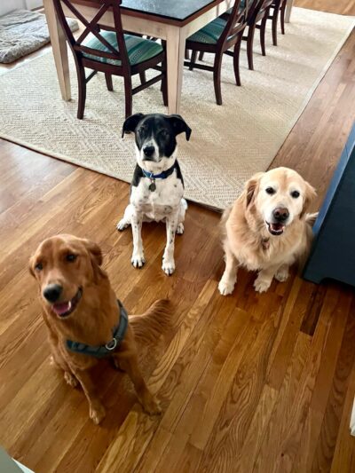 Wag 4 Tails LLC - Ridgewood, NJ