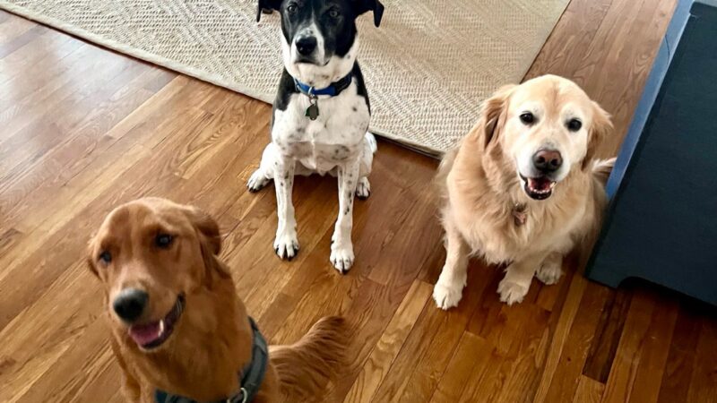 Wag 4 Tails LLC - Ridgewood, NJ
