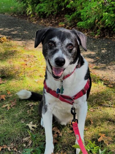 Wag 4 Tails LLC - Ridgewood, NJ
