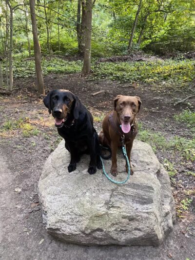 Wag 4 Tails LLC - Ridgewood, NJ