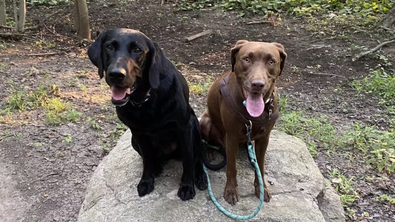 Wag 4 Tails LLC - Ridgewood, NJ