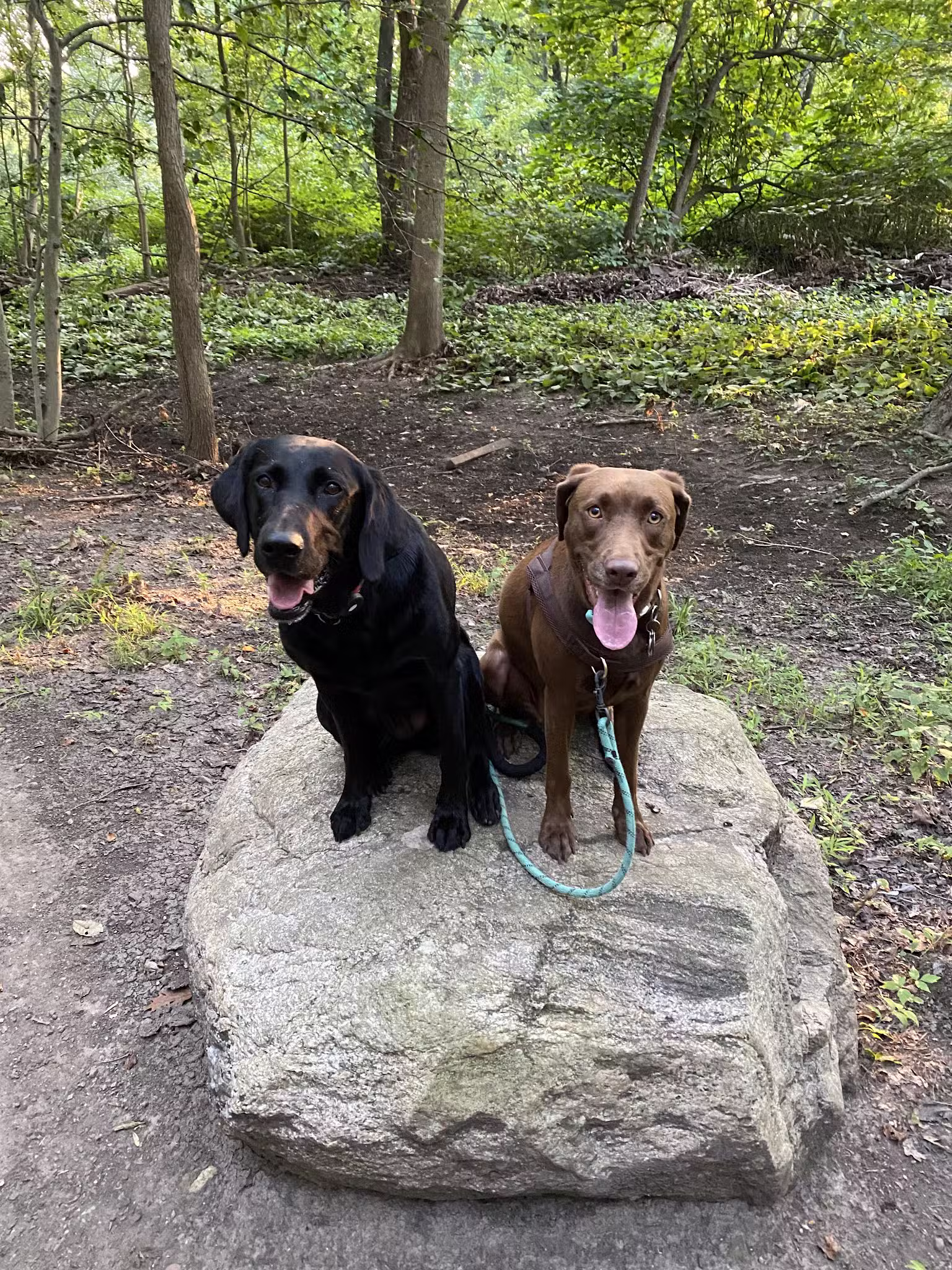 Wag 4 Tails LLC - Ridgewood, NJ