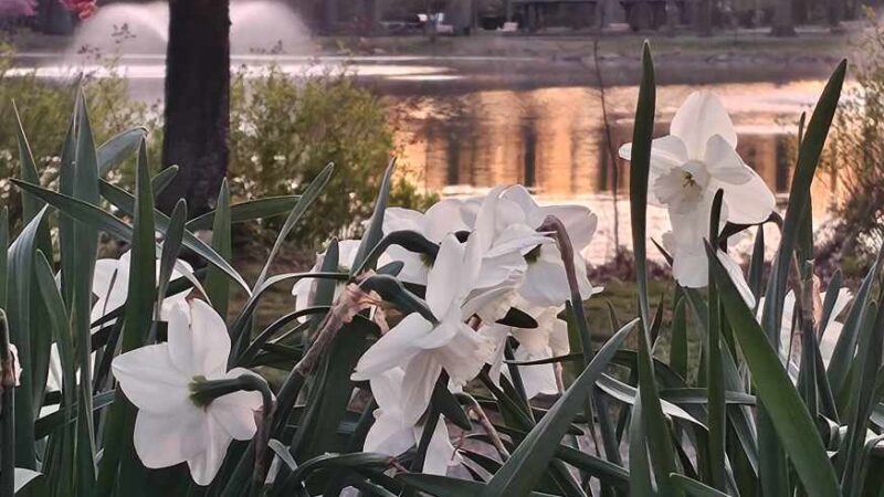 Wild Duck Pond - Ridgewood, NJ