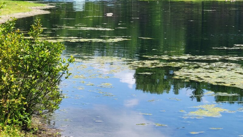 Wild Duck Pond - Ridgewood, NJ
