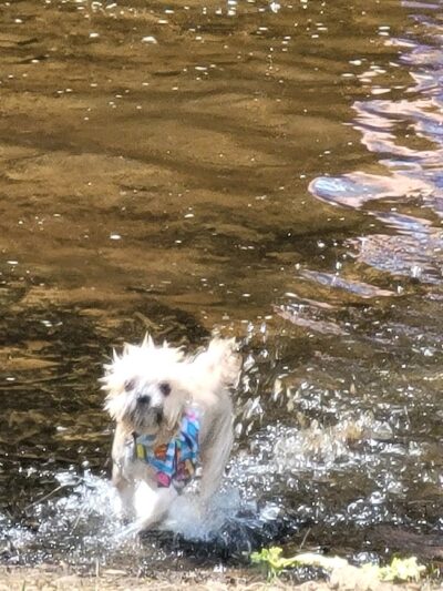 Sandy Beach Dog Park - Ridgway, PA
