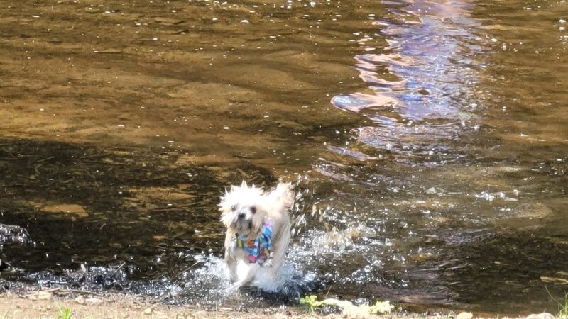 Sandy Beach Dog Park - Ridgway, PA