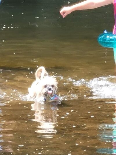 Sandy Beach Dog Park - Ridgway, PA