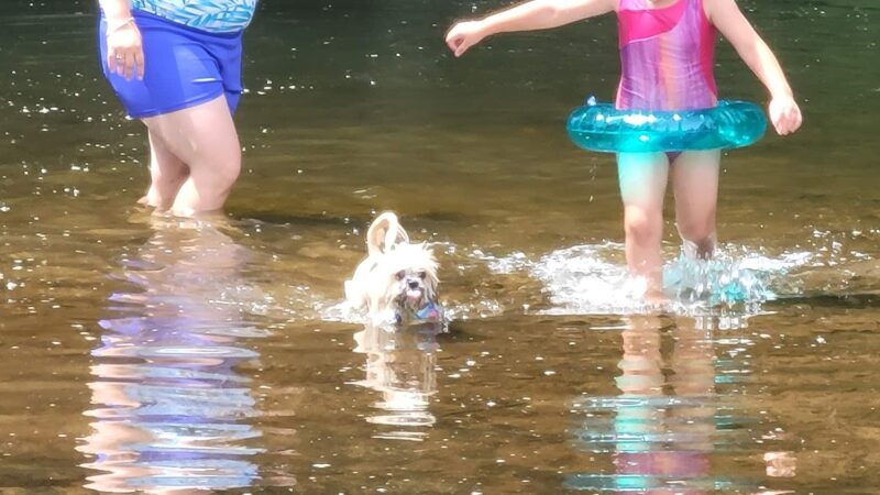 Sandy Beach Dog Park - Ridgway, PA