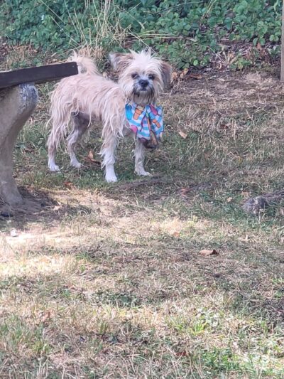 Sandy Beach Dog Park - Ridgway, PA
