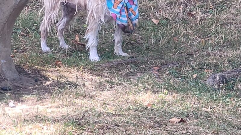 Sandy Beach Dog Park - Ridgway, PA