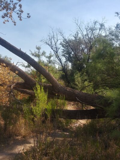Metro Park - Rifle, CO