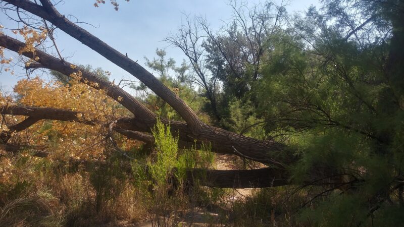 Metro Park - Rifle, CO