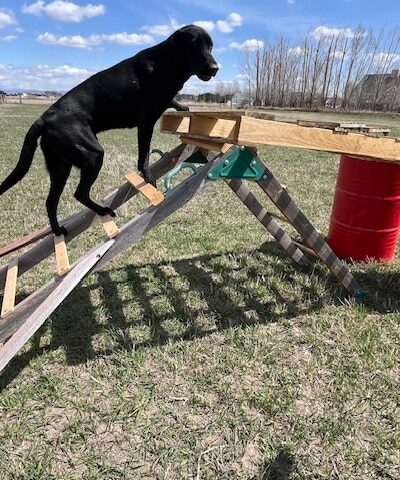 Idaho Barks and Recreation - Rigby, ID