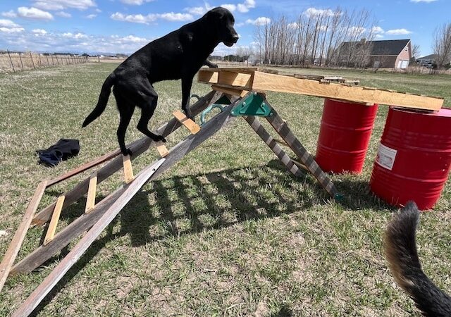 Idaho Barks and Recreation - Rigby, ID