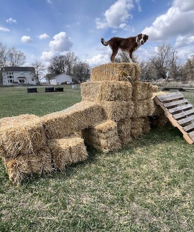 Idaho Barks and Recreation - Rigby, ID