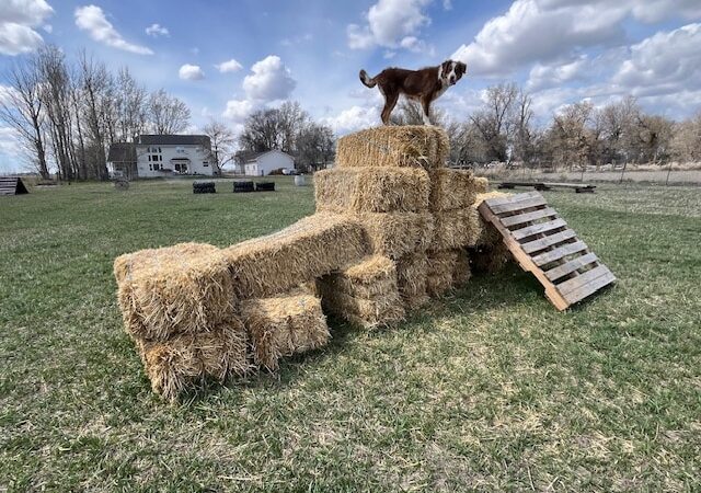 Idaho Barks and Recreation - Rigby, ID