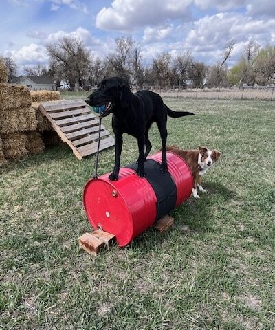 Idaho Barks and Recreation - Rigby, ID