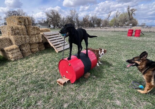 Idaho Barks and Recreation - Rigby, ID