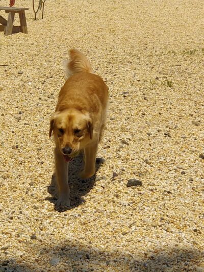 Ringwood Dog Park - Ringwood, NJ