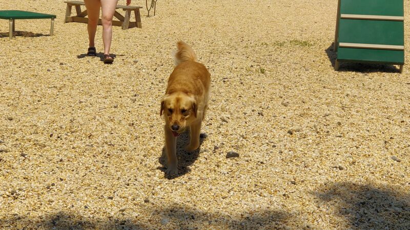 Ringwood Dog Park - Ringwood, NJ