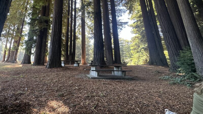 Fireman's Park - Rio Dell, CA