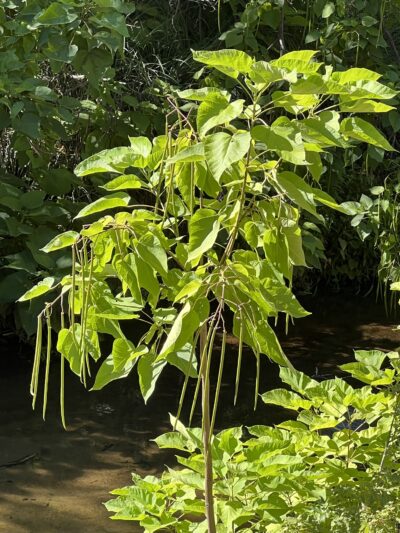Dry Creek Trail - Rio Linda, CA