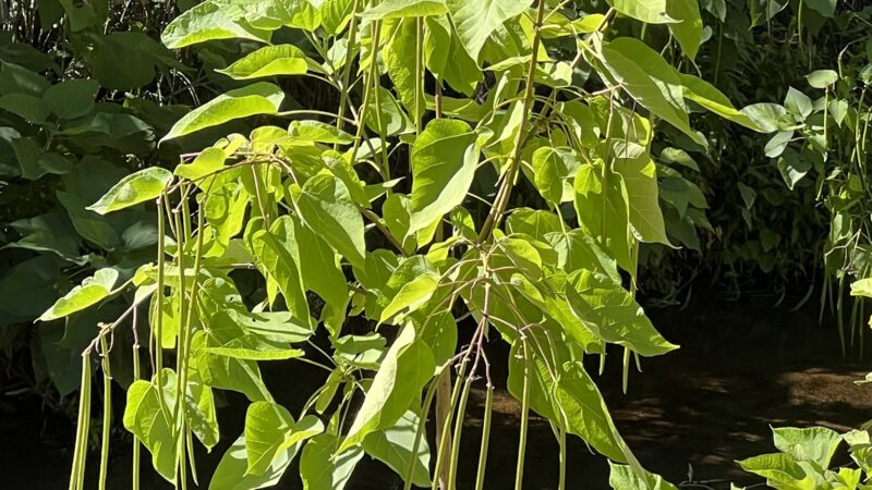 Dry Creek Trail - Rio Linda, CA