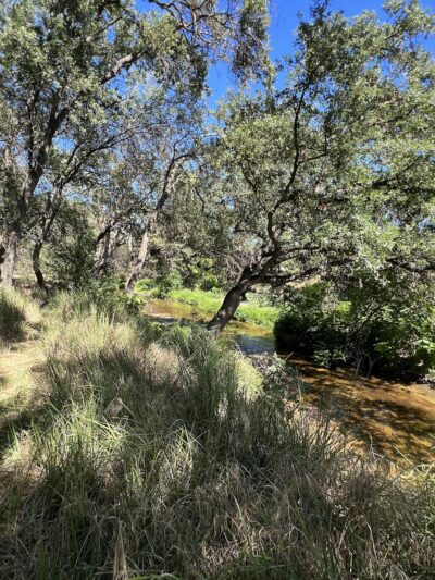 Dry Creek Trail - Rio Linda, CA