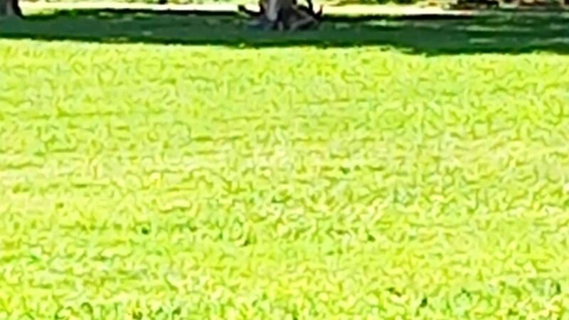 Linda Creek Park - Rio Linda, CA