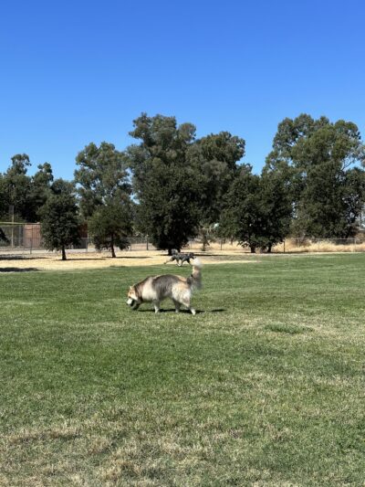 Westside Park - Rio Linda, CA