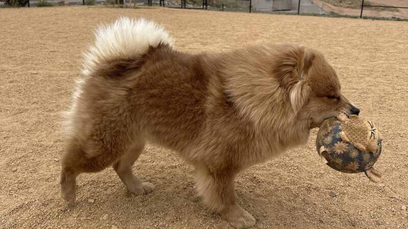 Dog Park - Rio Rancho, NM