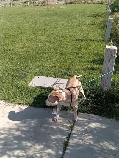 High Range Dog Park - Rio Rancho, NM