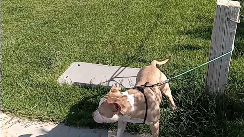 High Range Dog Park - Rio Rancho, NM